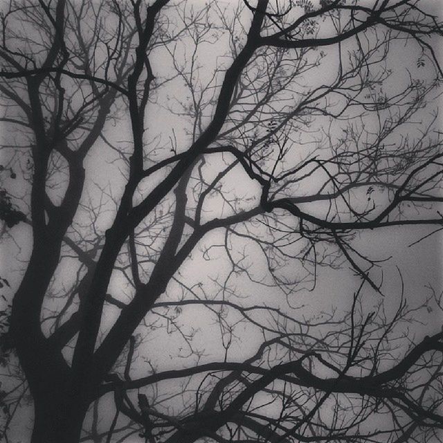 LOW ANGLE VIEW OF BARE TREES AGAINST SKY