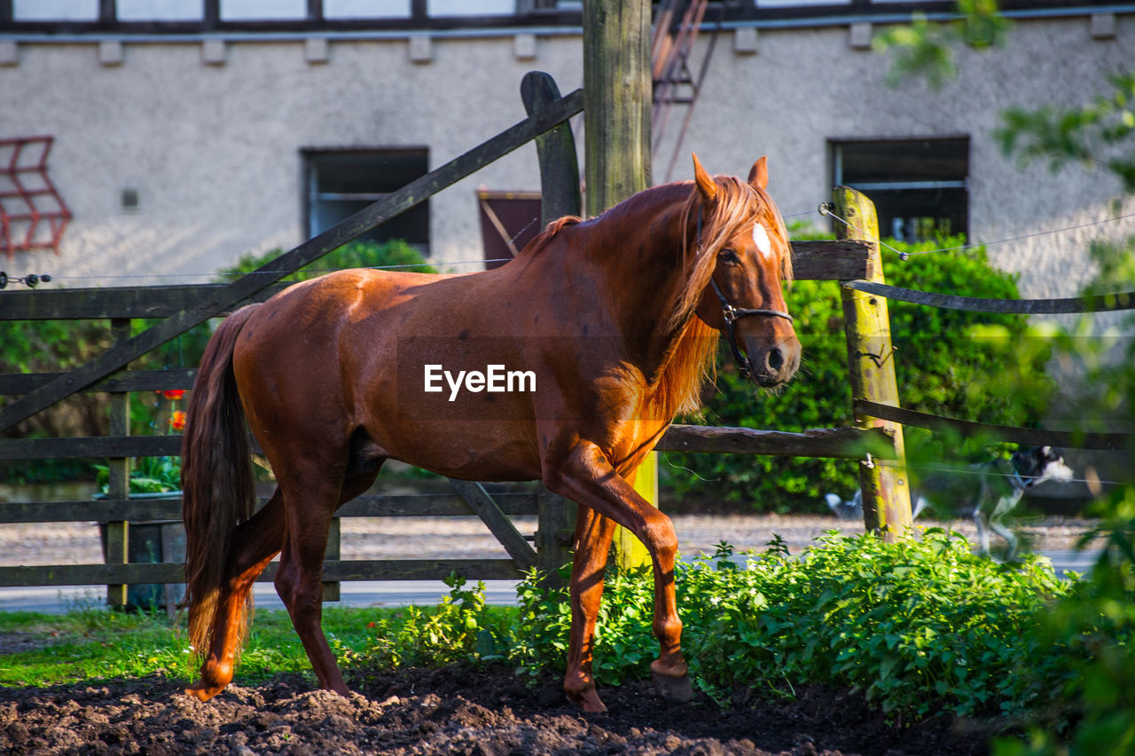 Horse walking on field
