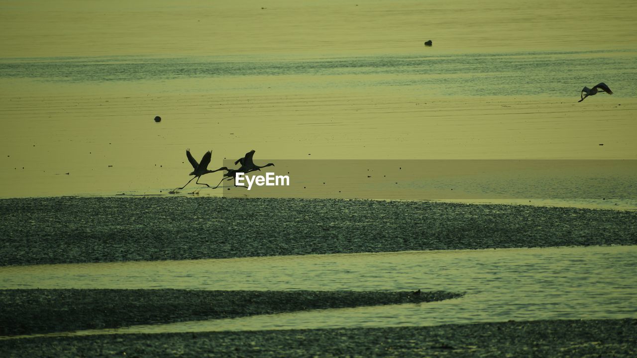 VIEW OF BIRDS ON BEACH
