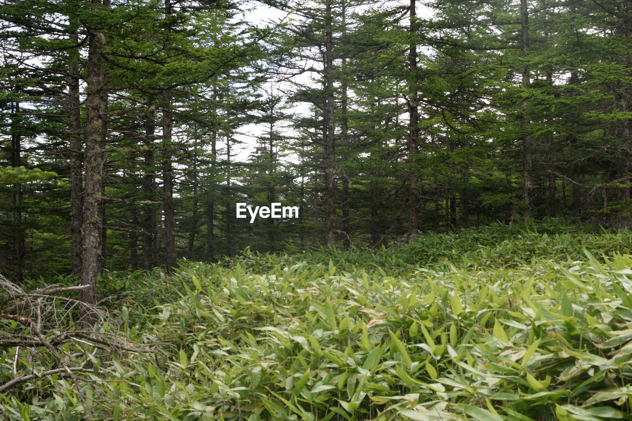 SCENIC VIEW OF TREES IN FOREST