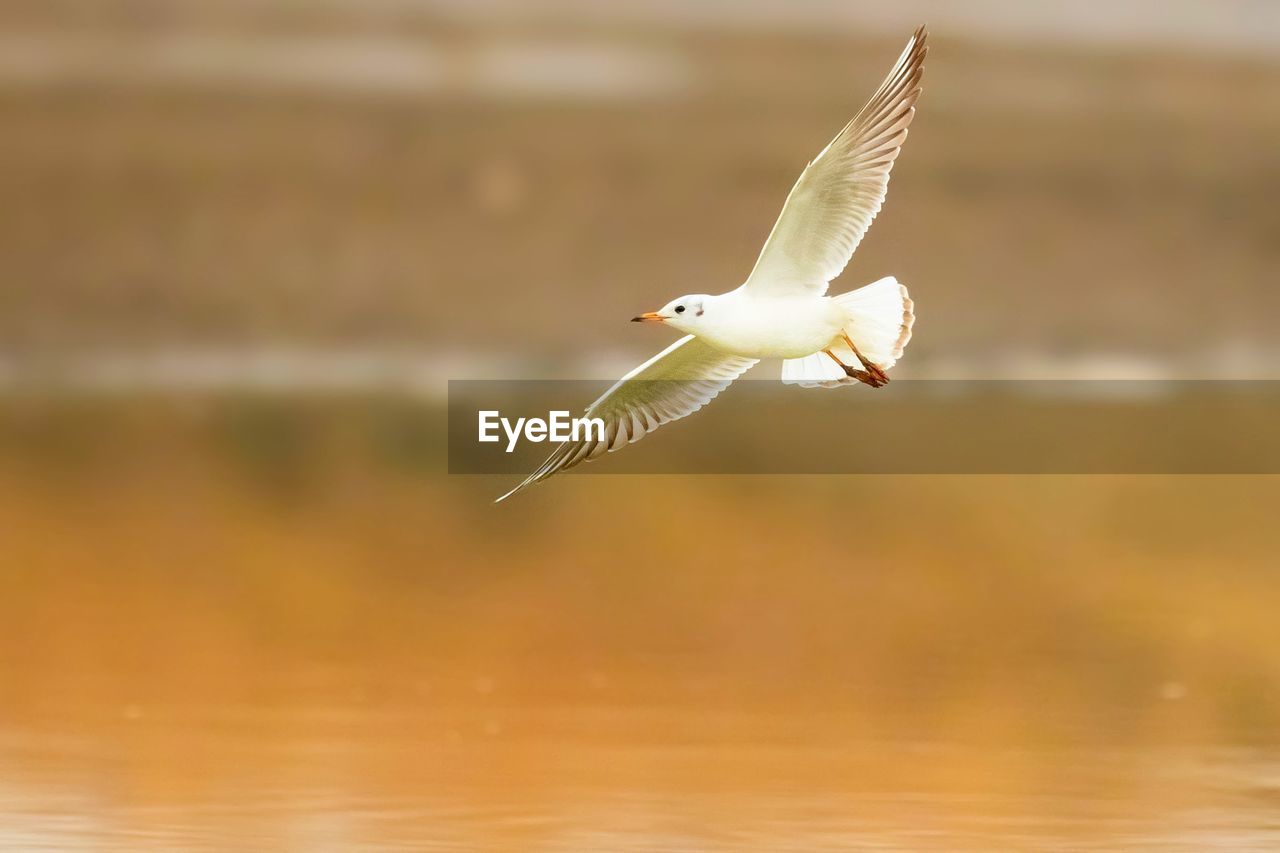 SEAGULL FLYING IN A A BIRD