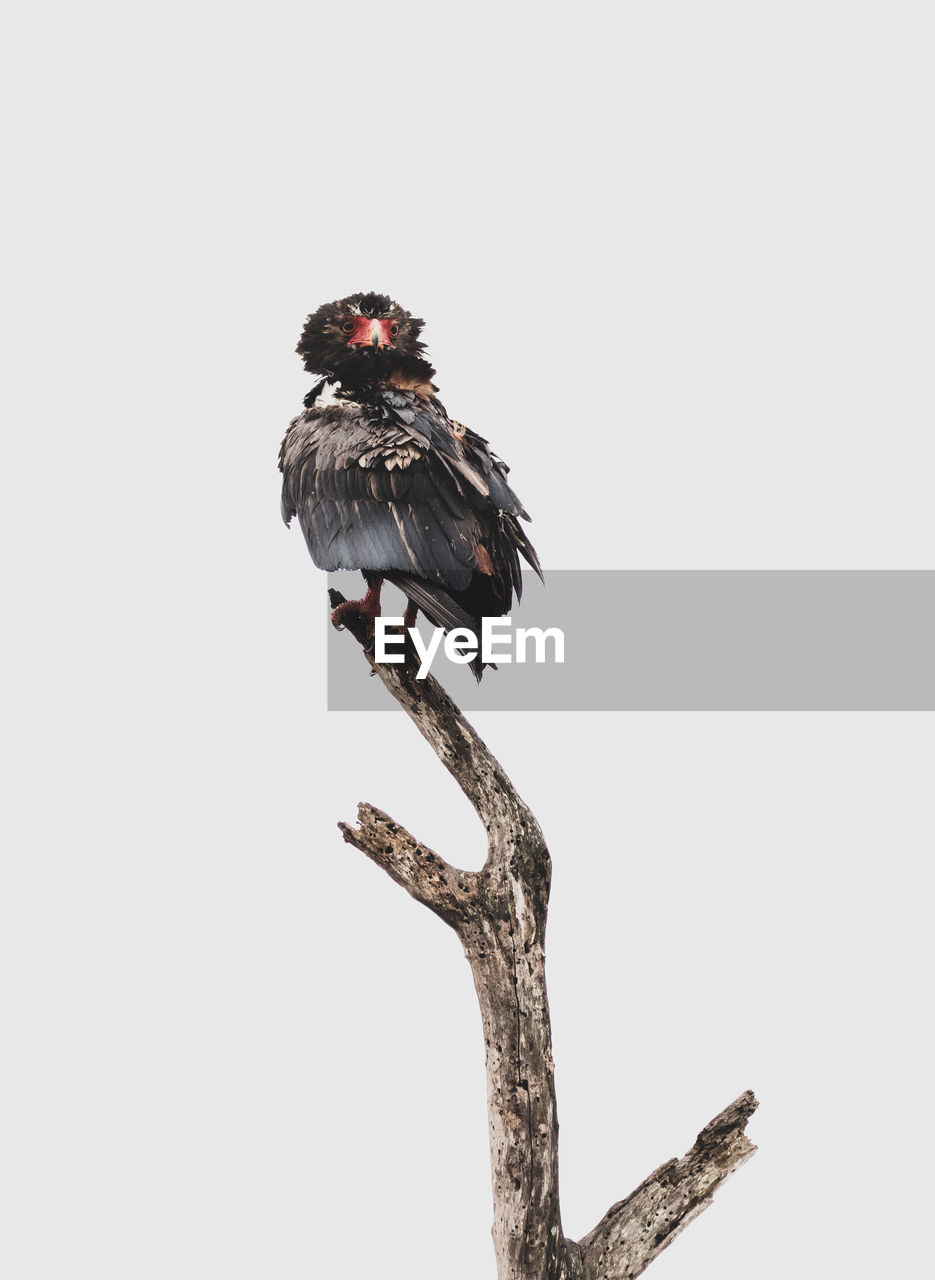 LOW ANGLE VIEW OF BIRD PERCHING ON BRANCH