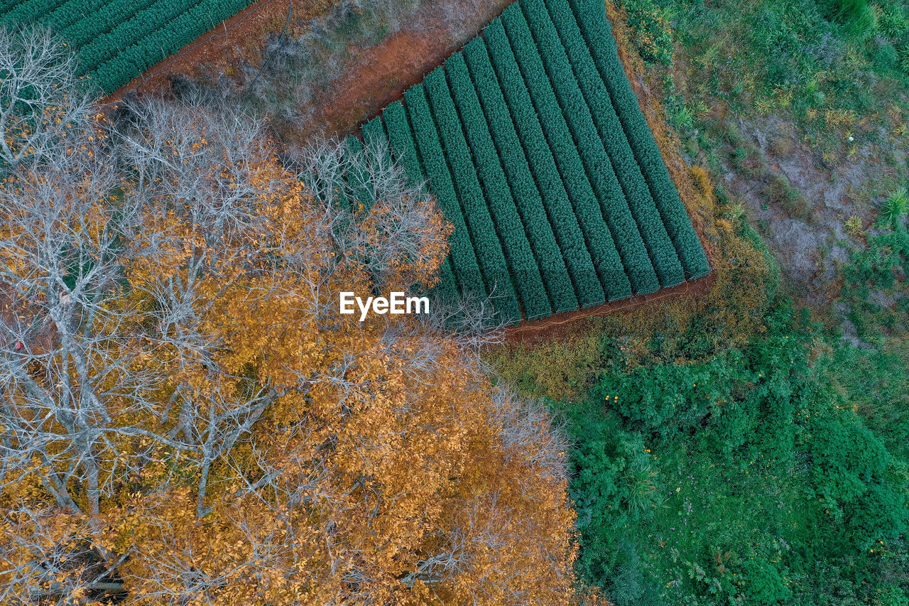 leaf, plant, grass, high angle view, day, no people, nature, growth, green, land, autumn, tree, field, outdoors, beauty in nature, tranquility, environment, landscape