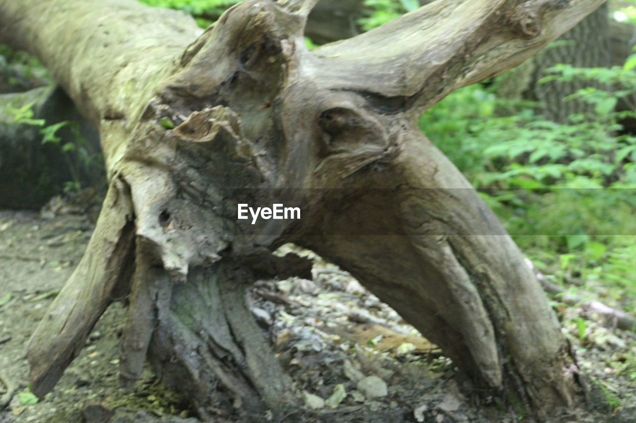 CLOSE-UP OF A TREE TRUNK