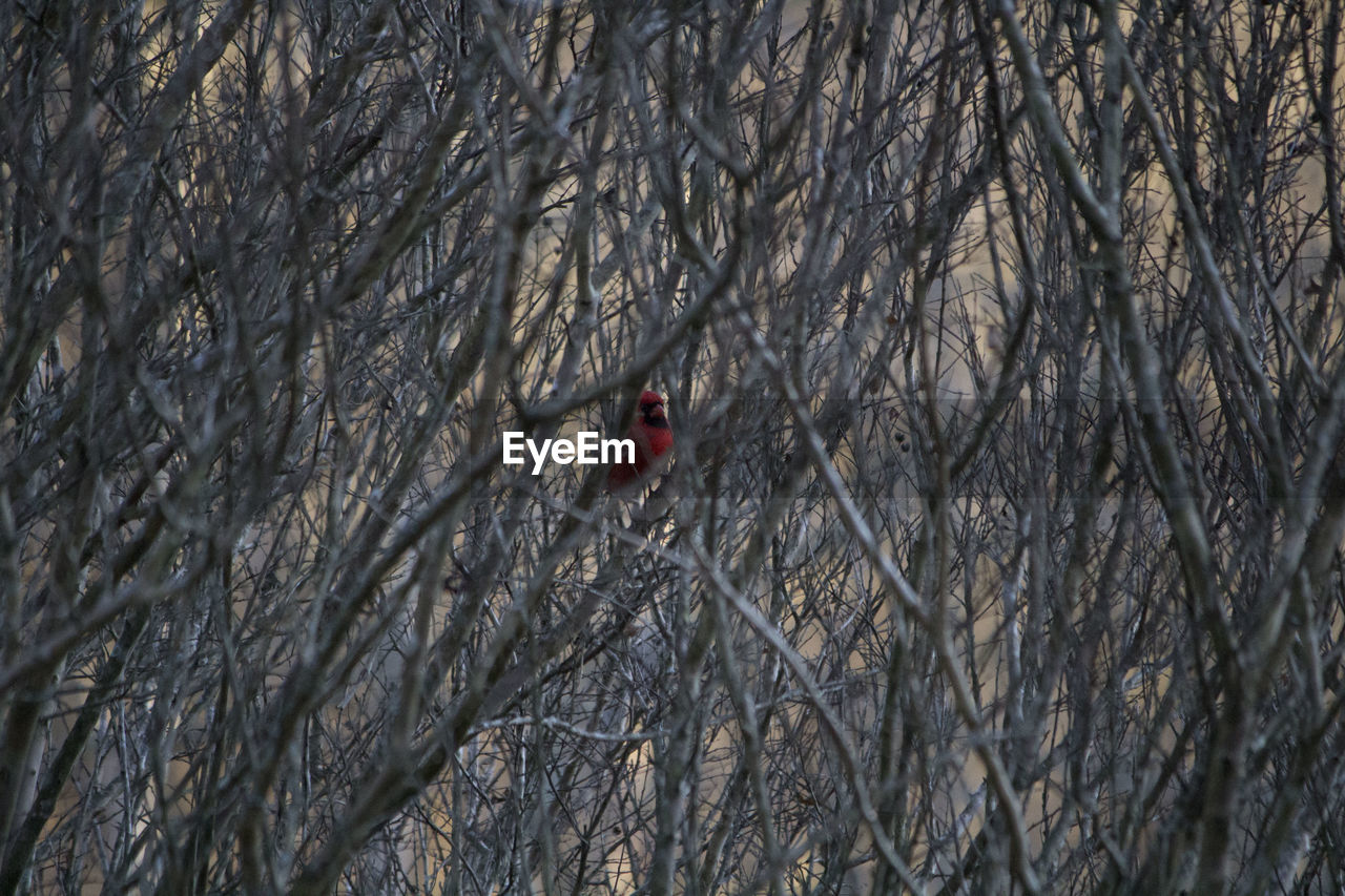 Male cardinal in tree