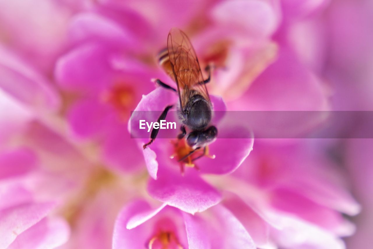 Close-up of bee pollinating on pink flower