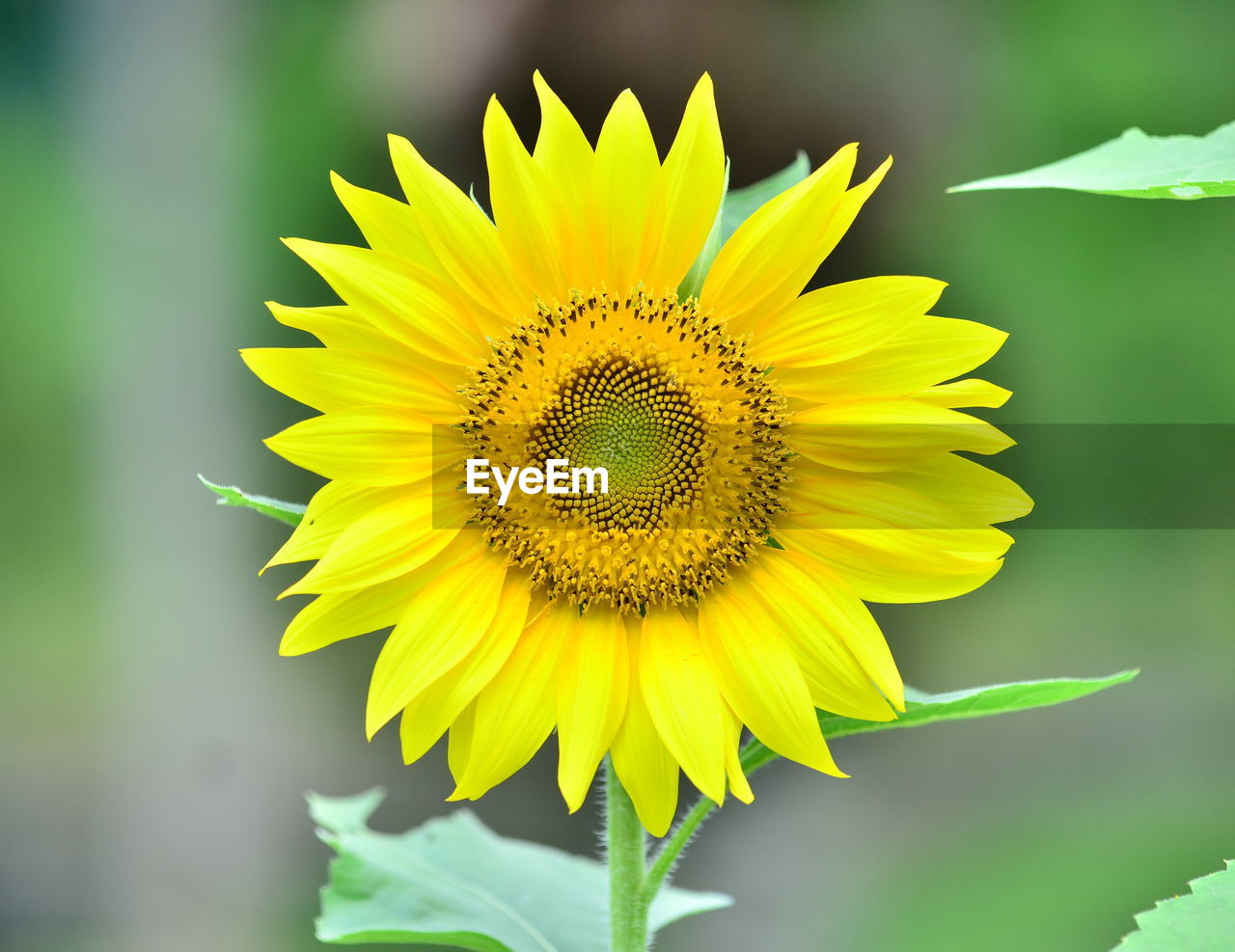 Close-up of flower against blurred background