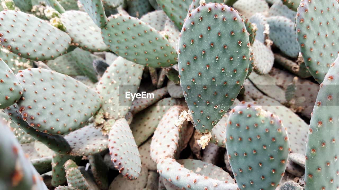 Close-up of prickly pear cactus