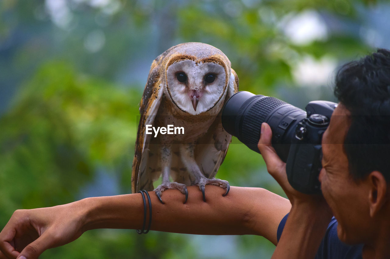 Close-up of man photographing owl