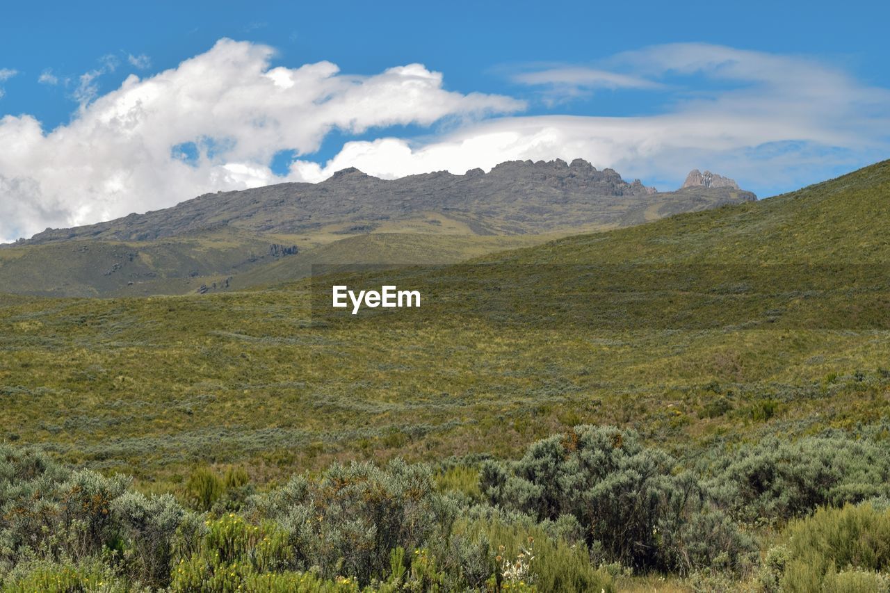 The high altitude moorland against a mountain background, mount kenya, mount kenya national park