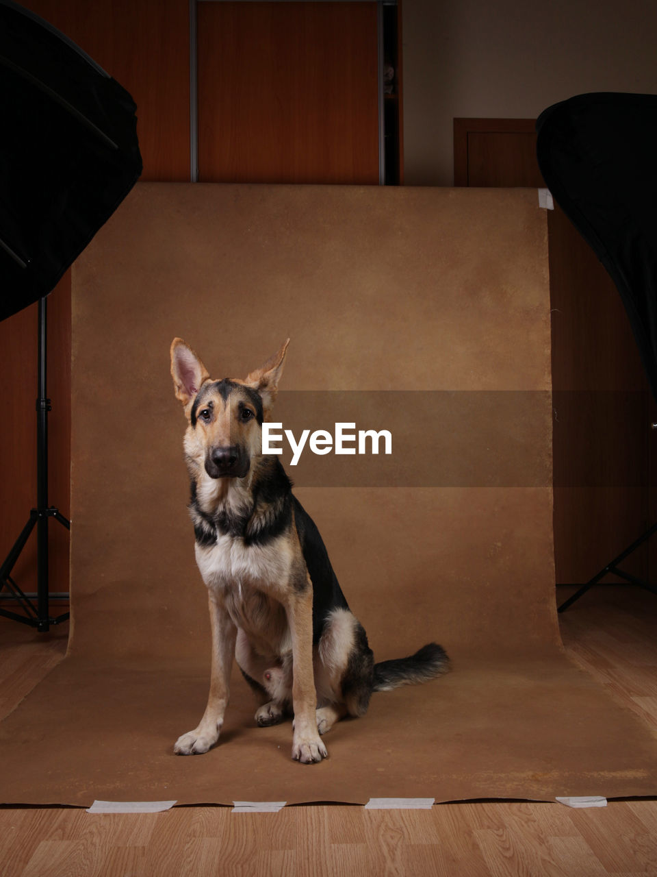 PORTRAIT OF DOG SITTING ON WOOD FLOOR