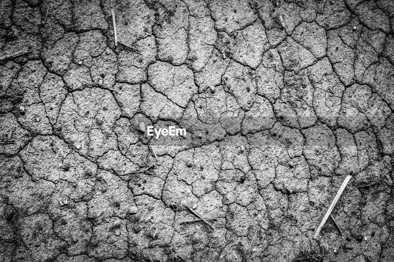 Full frame shot of dry leaf