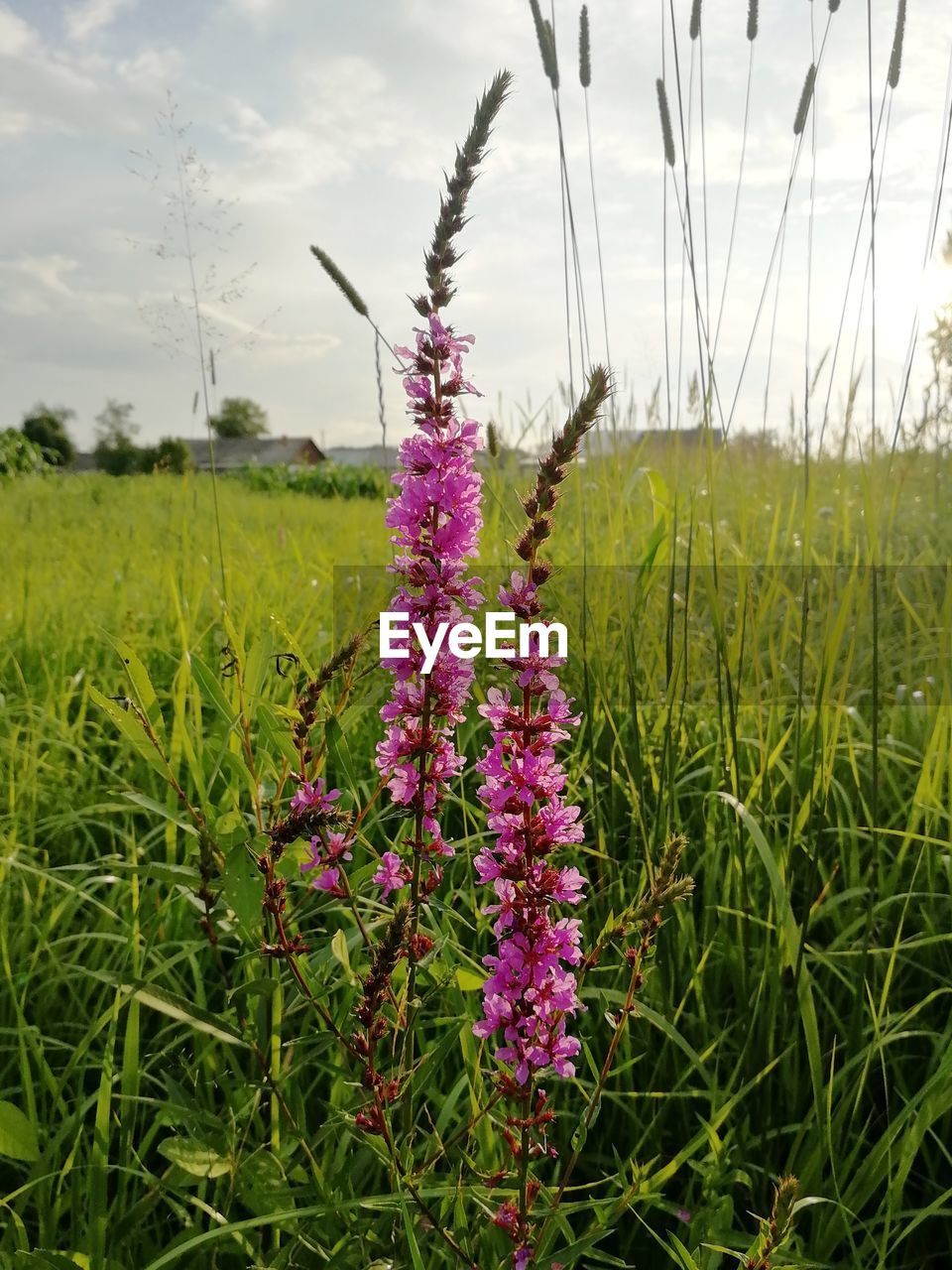 plant, flower, flowering plant, grass, nature, beauty in nature, prairie, sky, field, growth, meadow, land, cloud, landscape, environment, purple, freshness, wildflower, no people, agriculture, rural scene, outdoors, tranquility, fragility, day, green, pink, grassland, springtime, scenics - nature, tranquil scene, blossom, lavender, plain, food