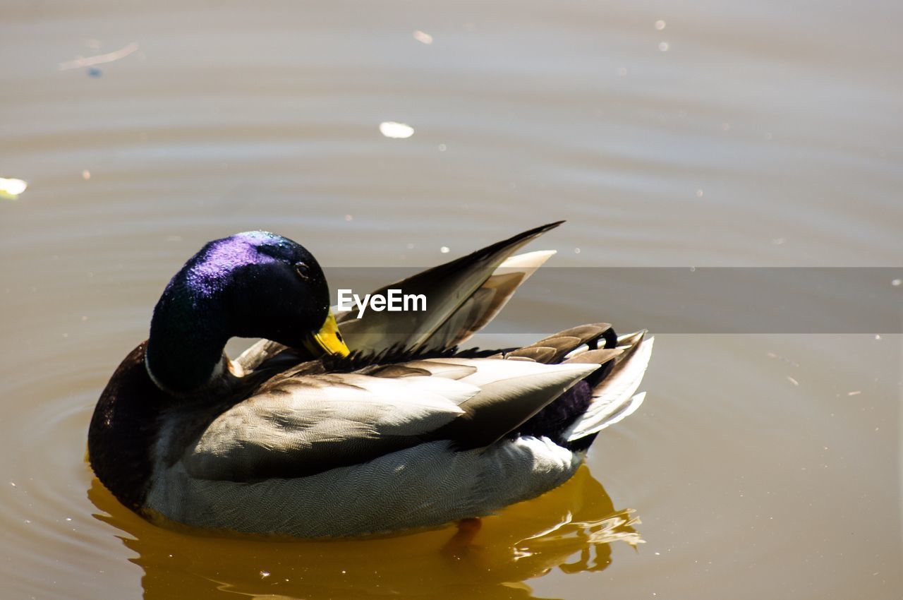 HIGH ANGLE VIEW OF BIRD IN LAKE