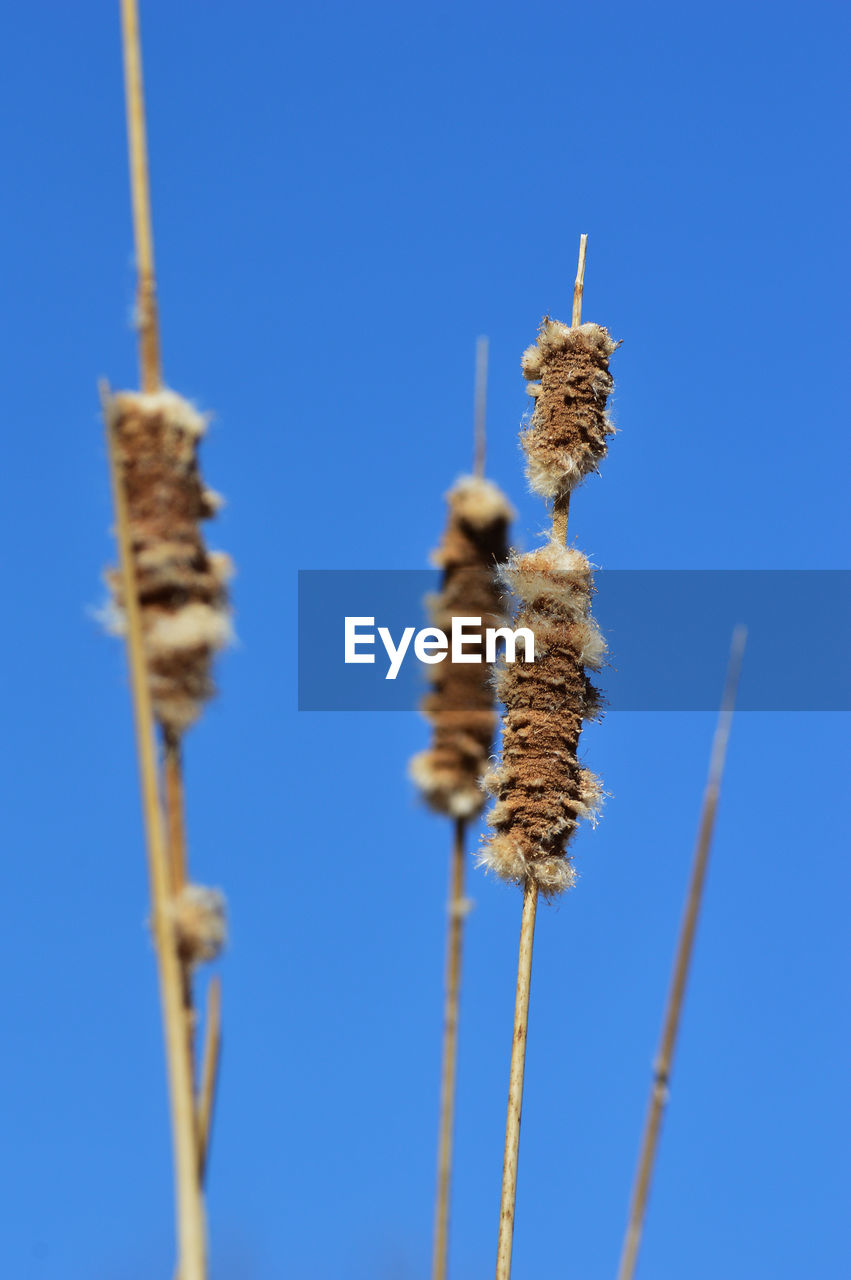 Reeds against the clear blue Standing Tall More Than 1 Outdoors Day March 2018 Clear Sky Blue