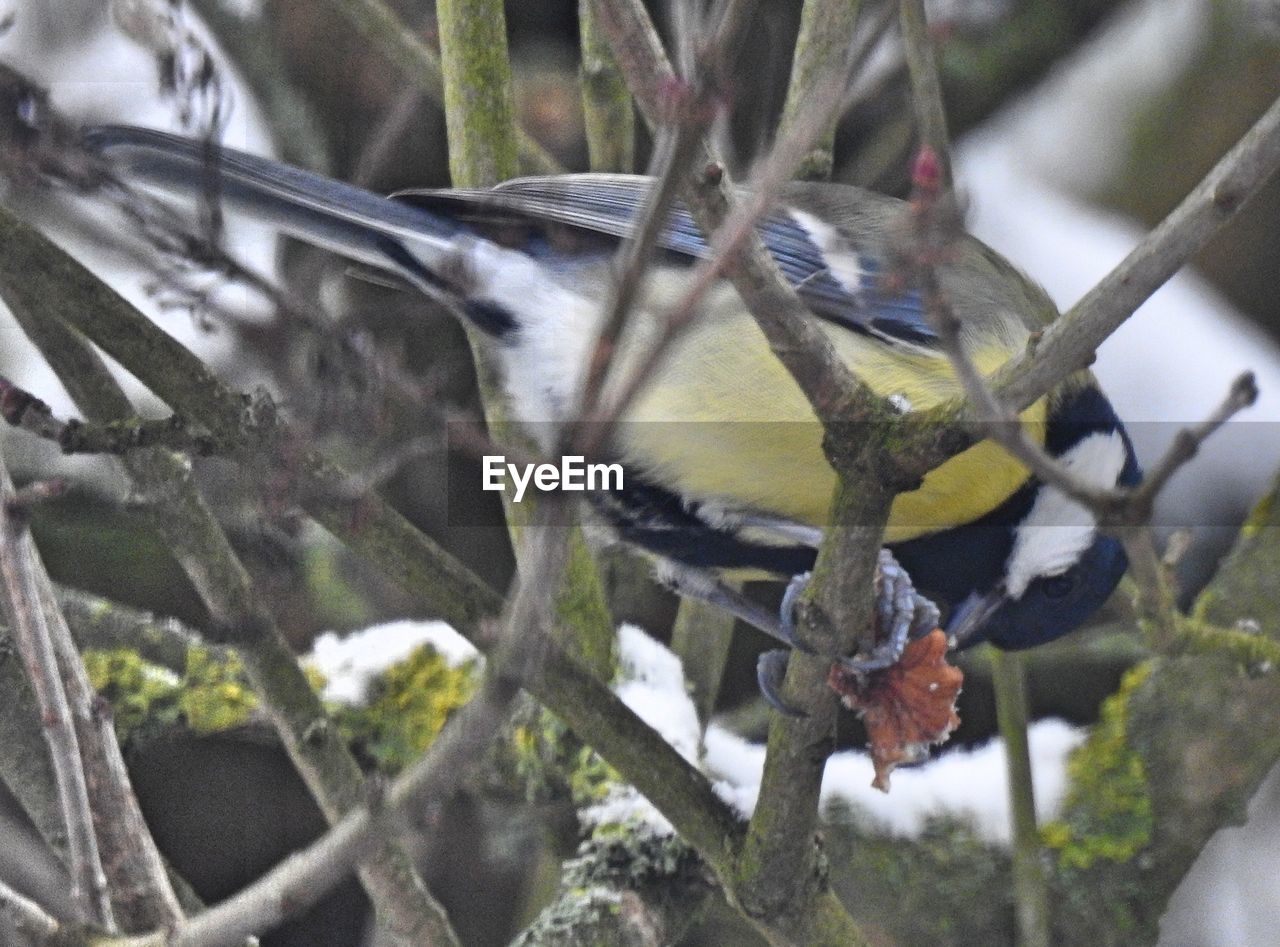 CLOSE-UP OF BIRD PERCHING ON BRANCHES