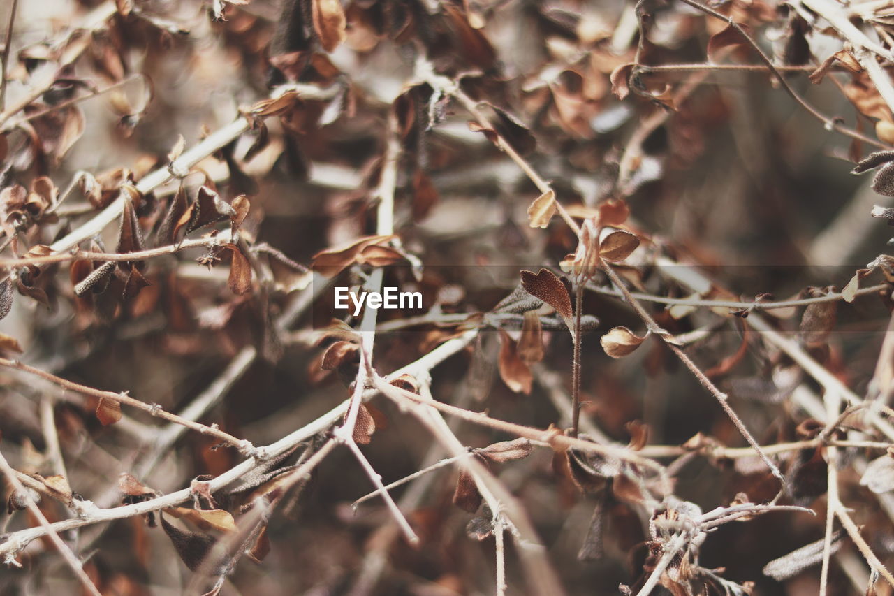 CLOSE-UP OF DRIED PLANTS
