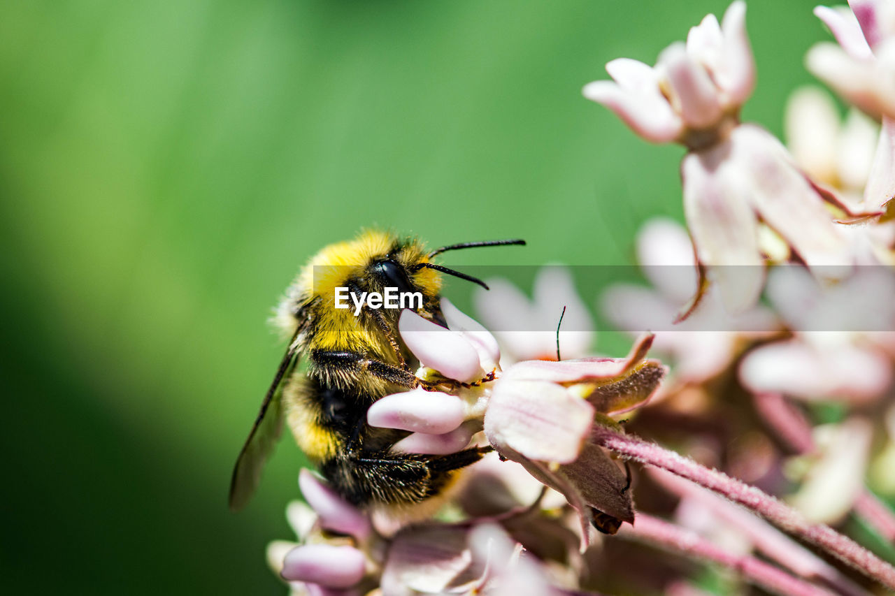 CLOSE-UP OF HONEY BEE POLLINATING FLOWER