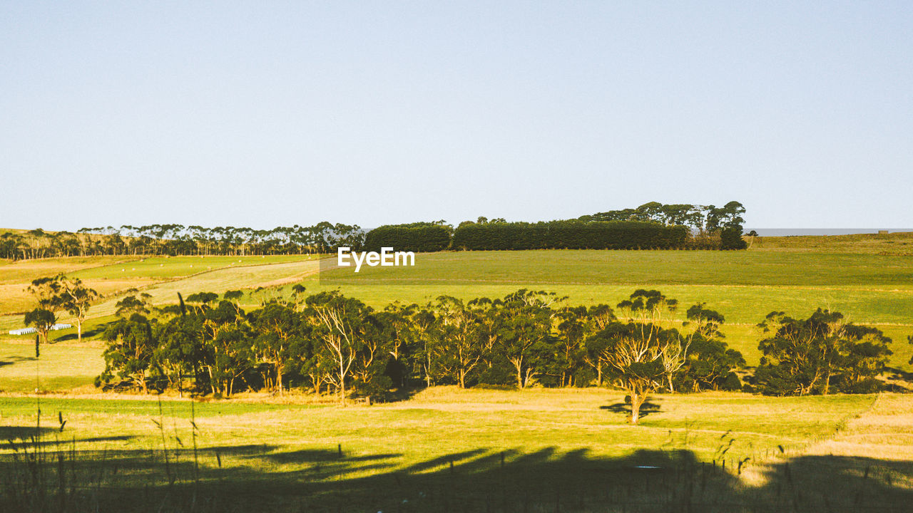 SCENIC VIEW OF FARM AGAINST CLEAR SKY