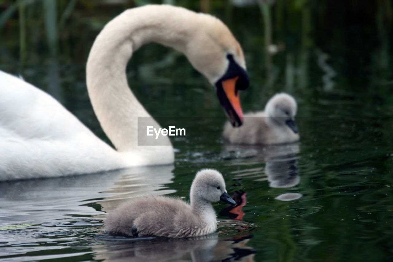 Squabs with swan swimming on lake