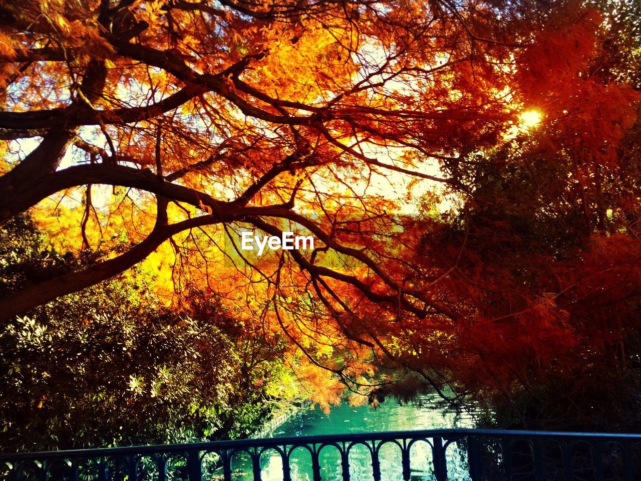 LOW ANGLE VIEW OF TREES AT SUNSET