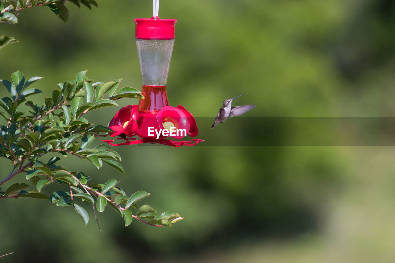 CLOSE-UP OF RED WINE HANGING FROM PLANT