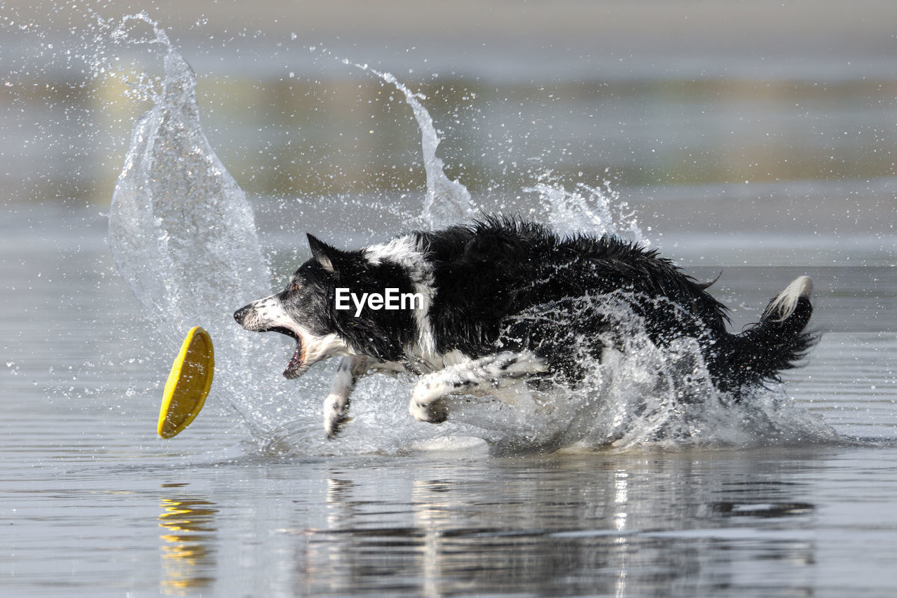 Full length of a dog in water