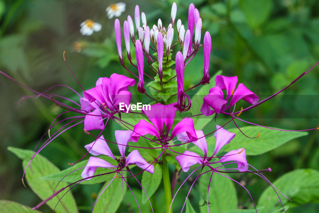 CLOSE-UP OF PINK FLOWERS