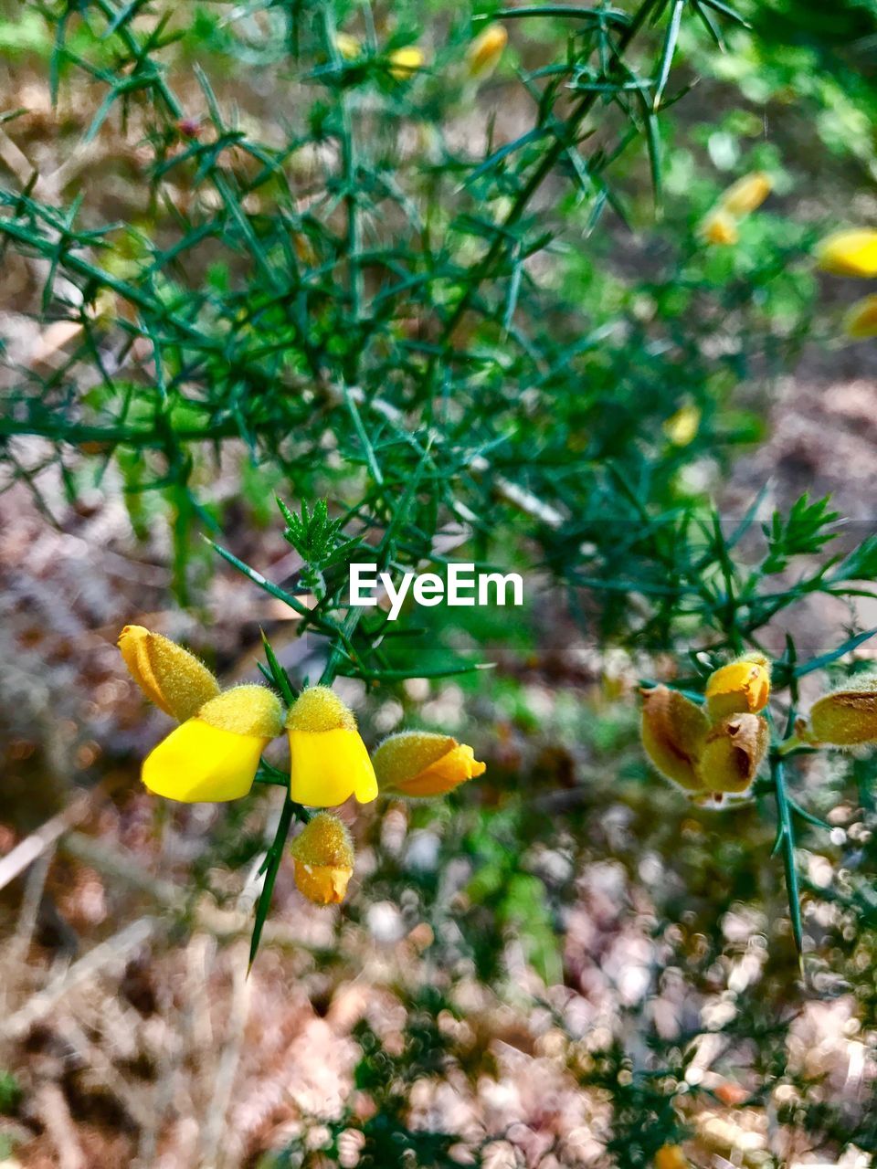 CLOSE-UP OF YELLOW FLOWERS