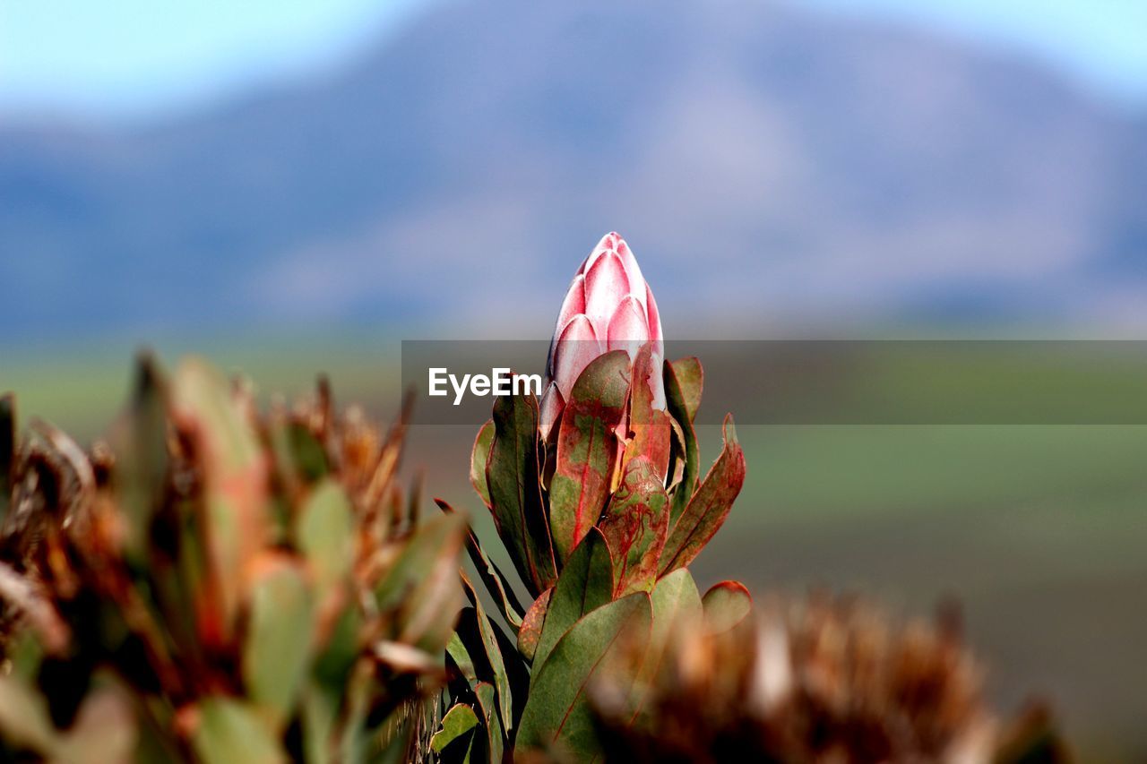 Close-up of flower against blurred background