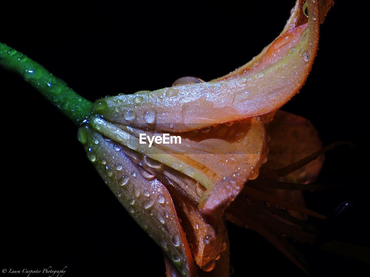 CLOSE-UP OF WATER DROPS ON PLANT