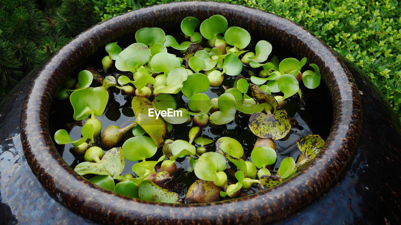 HIGH ANGLE VIEW OF POTTED PLANT IN WATER