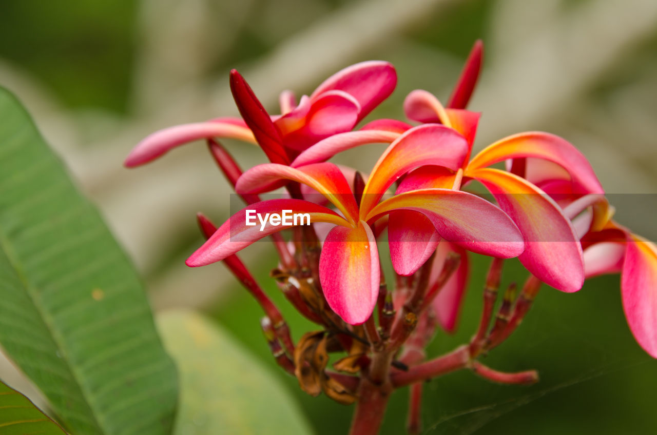 Close-up of frangipani blooming on plant