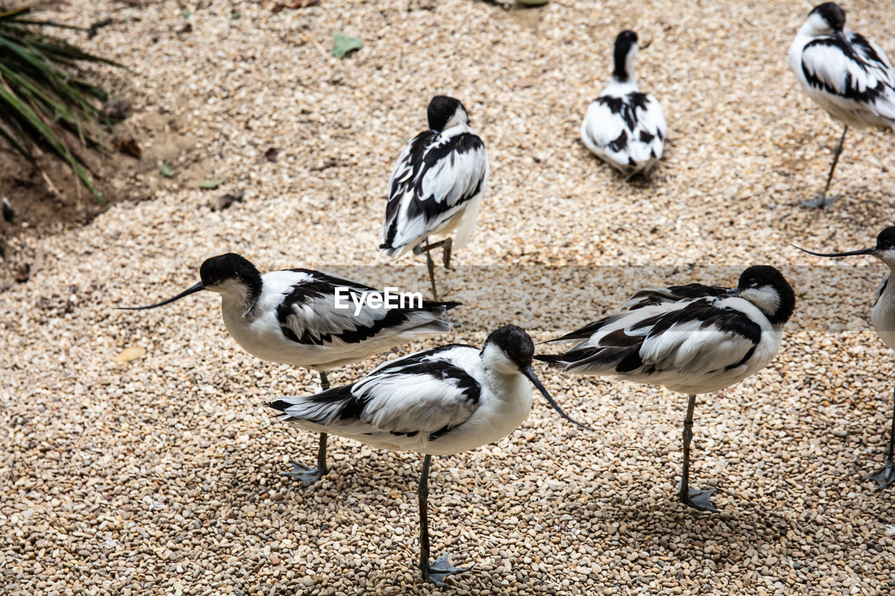 HIGH ANGLE VIEW OF BIRDS ON THE LAND