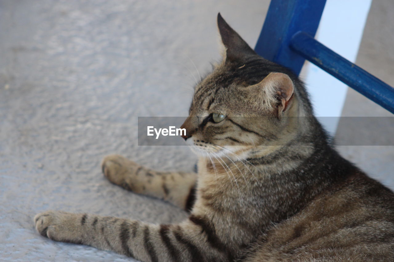 Close-up of a cat resting