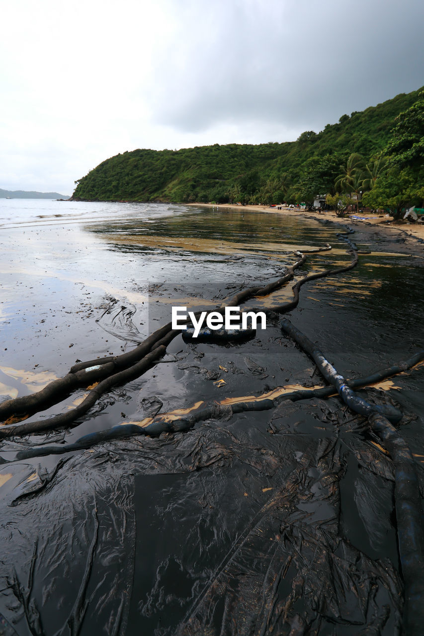 VIEW OF DRIFTWOOD ON BEACH