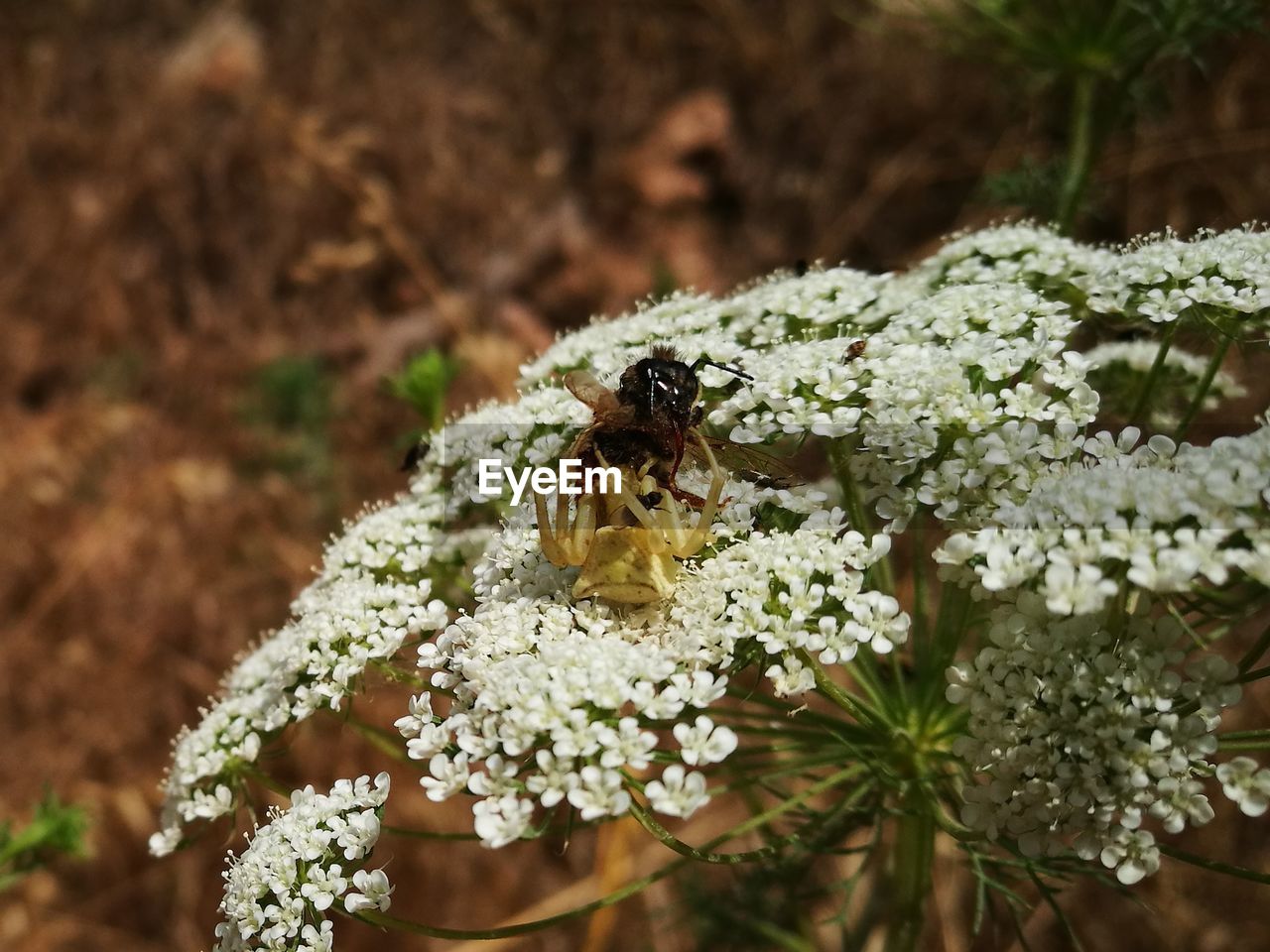 Spider fidding on a bee