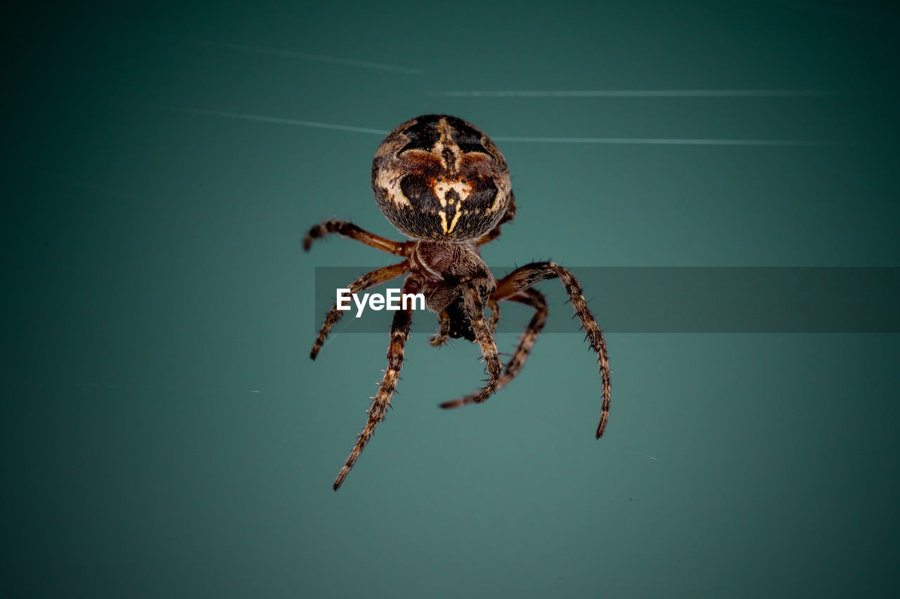 Close-up of spider in the web. araneus.