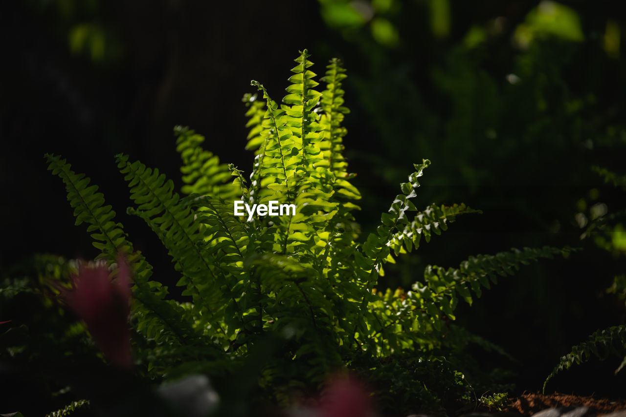 Close-up of fern leaves on tree