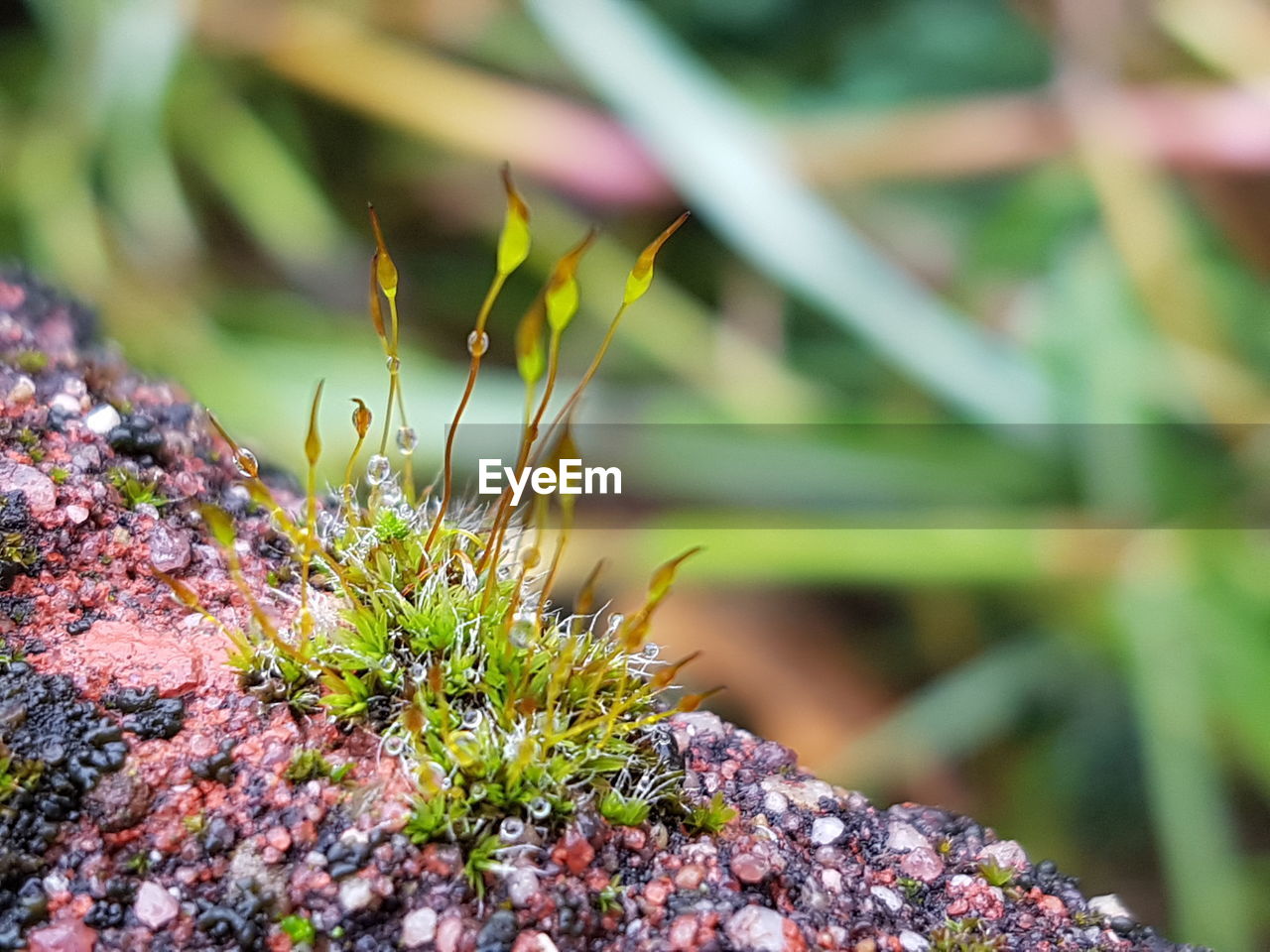 CLOSE-UP OF PLANTS