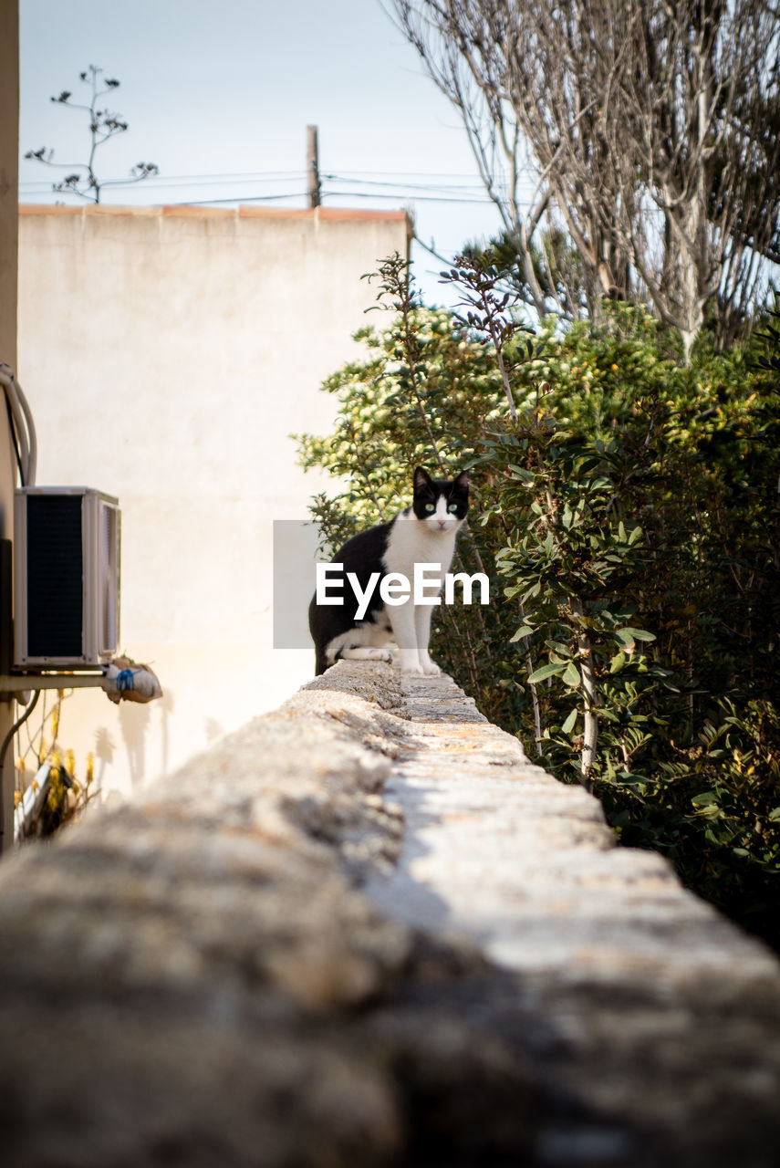 VIEW OF A CAT SITTING ON WALL