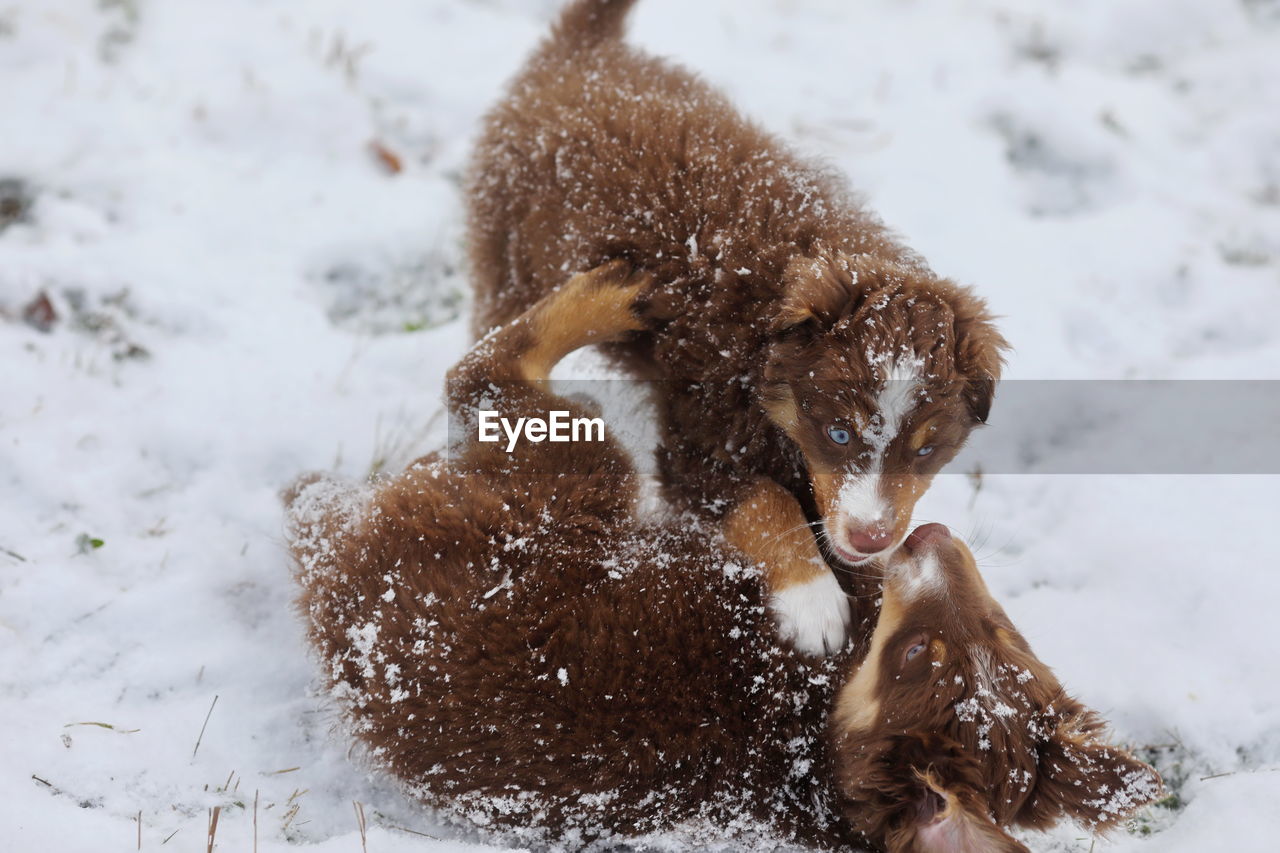 snow, animal themes, animal, winter, cold temperature, animal wildlife, wildlife, mammal, nature, close-up, no people, brown, one animal, outdoors, young animal, day, environment, animal hair