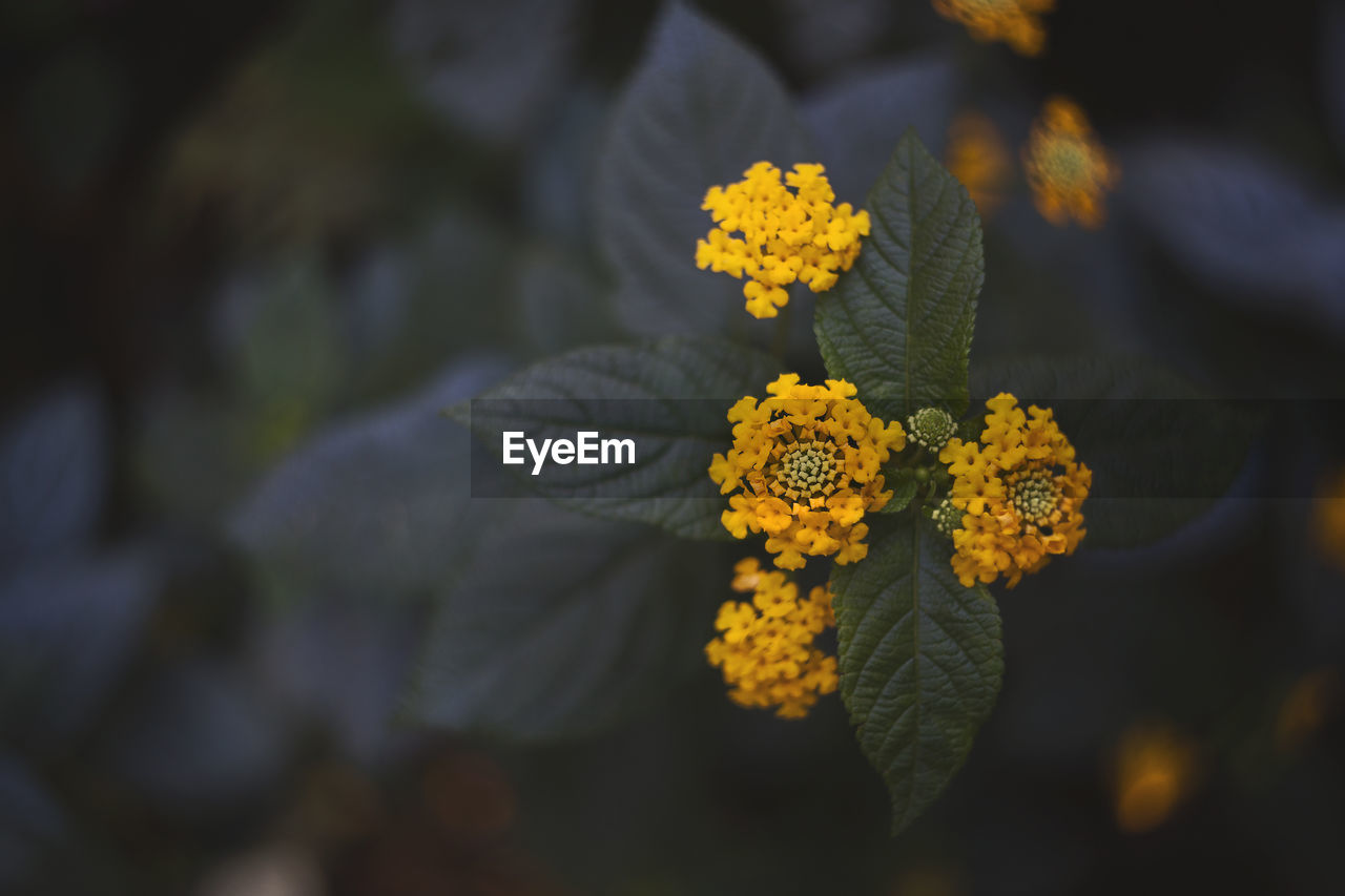 Close-up of lantana camara growing on plant 