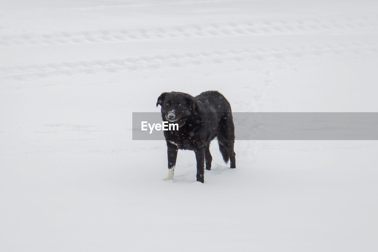 BLACK DOG IN SNOW