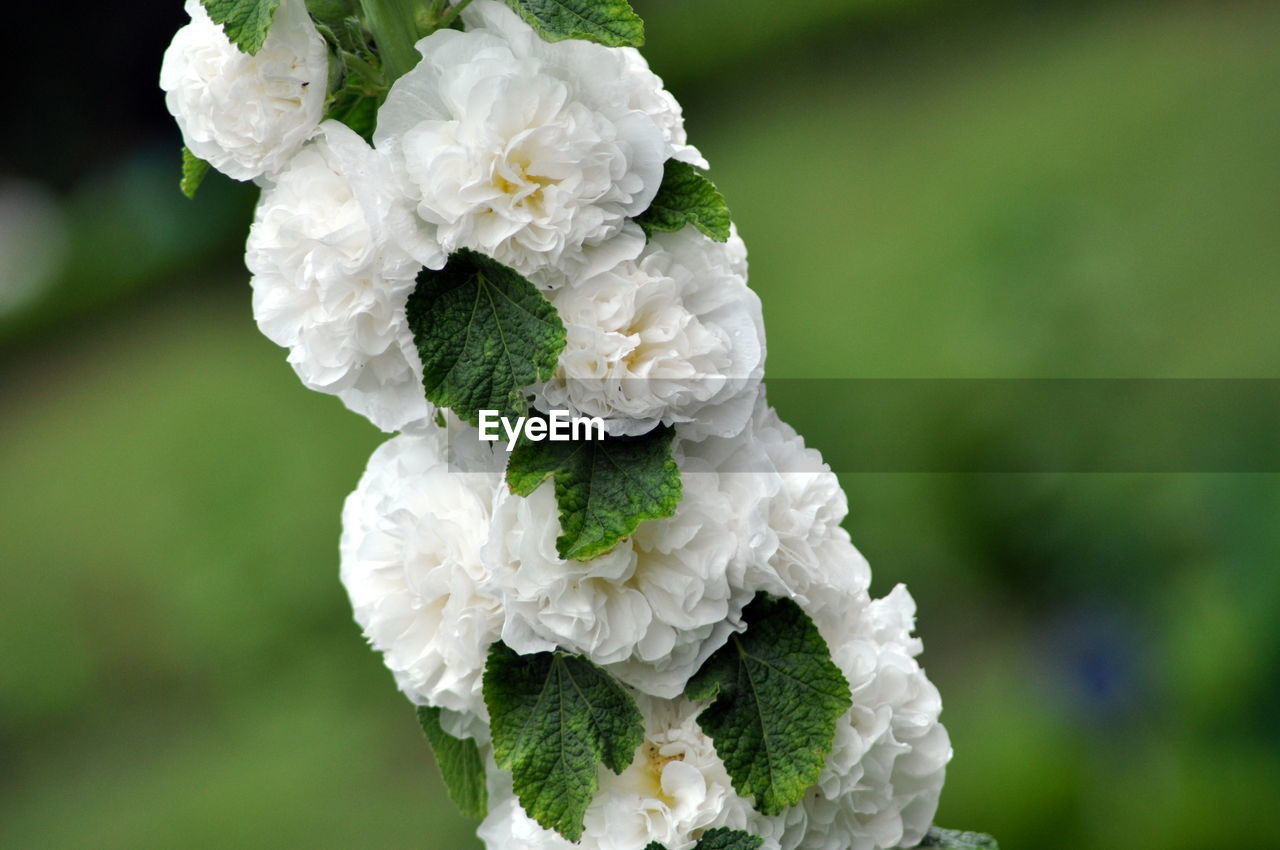 Close-up of water drops on flower