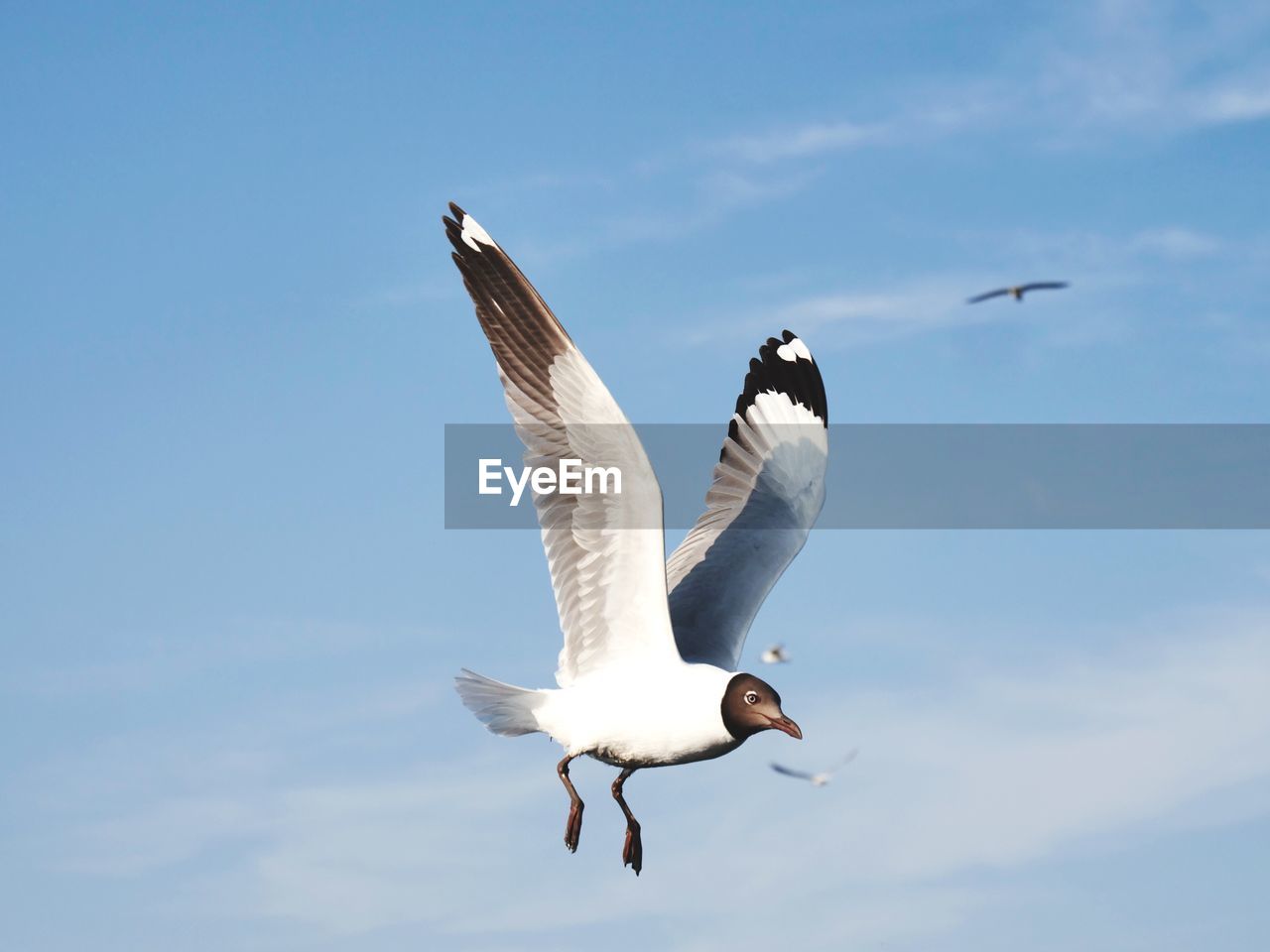 LOW ANGLE VIEW OF SEAGULL FLYING