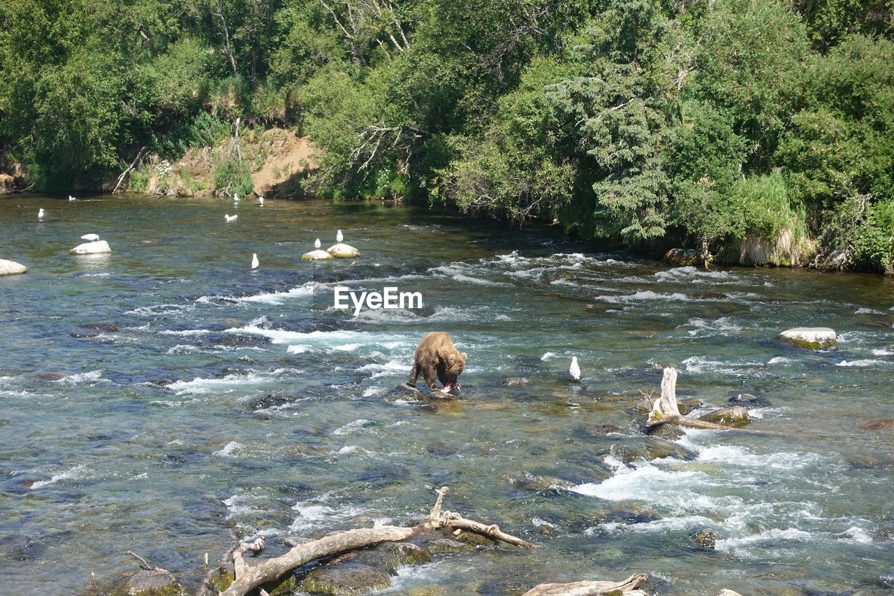 VIEW OF DUCK SWIMMING IN RIVER