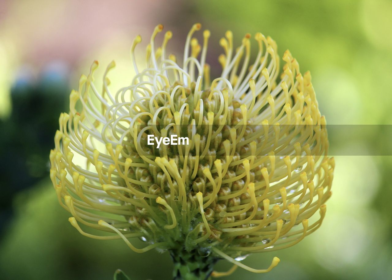 Close-up of flowering plant