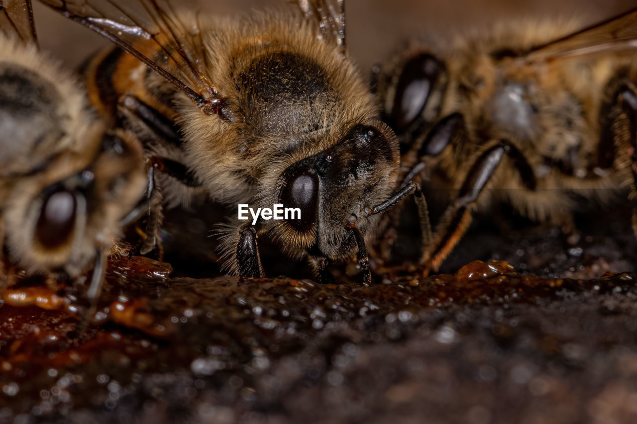 close-up of bumblebee