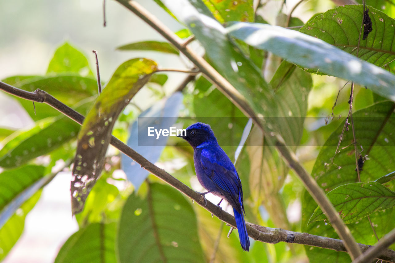BLUE BIRD PERCHING ON TREE